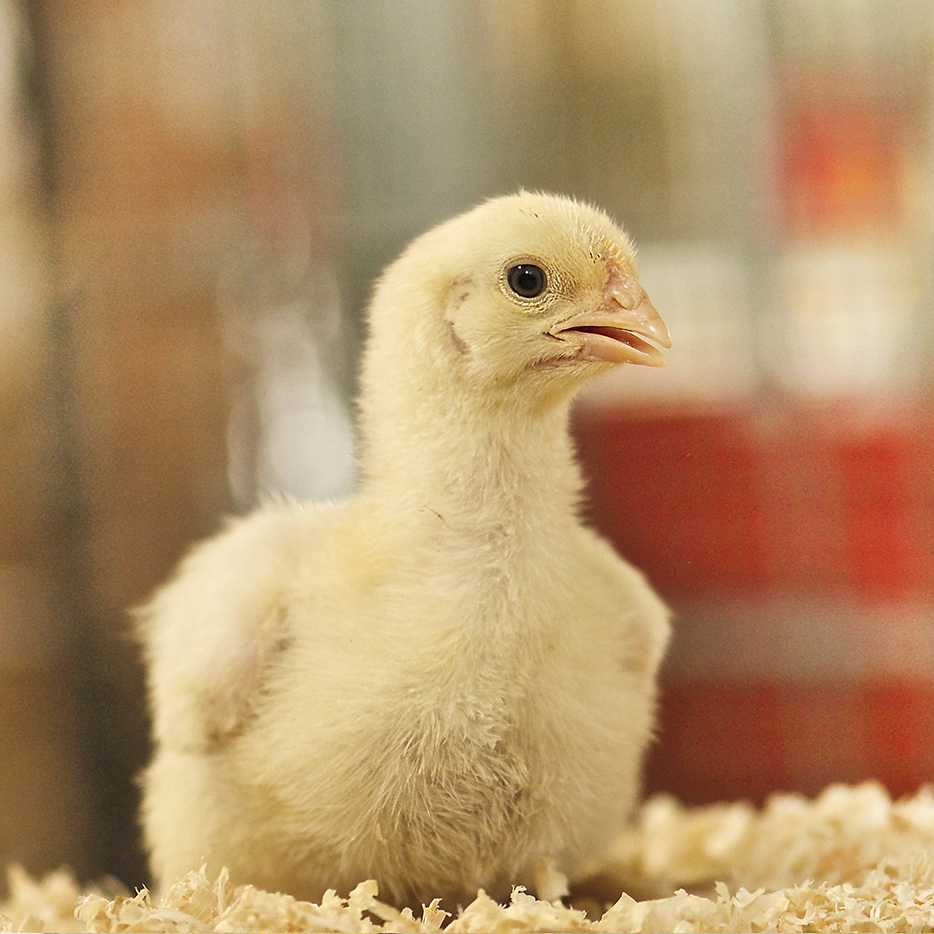 Poussins en bonne santé